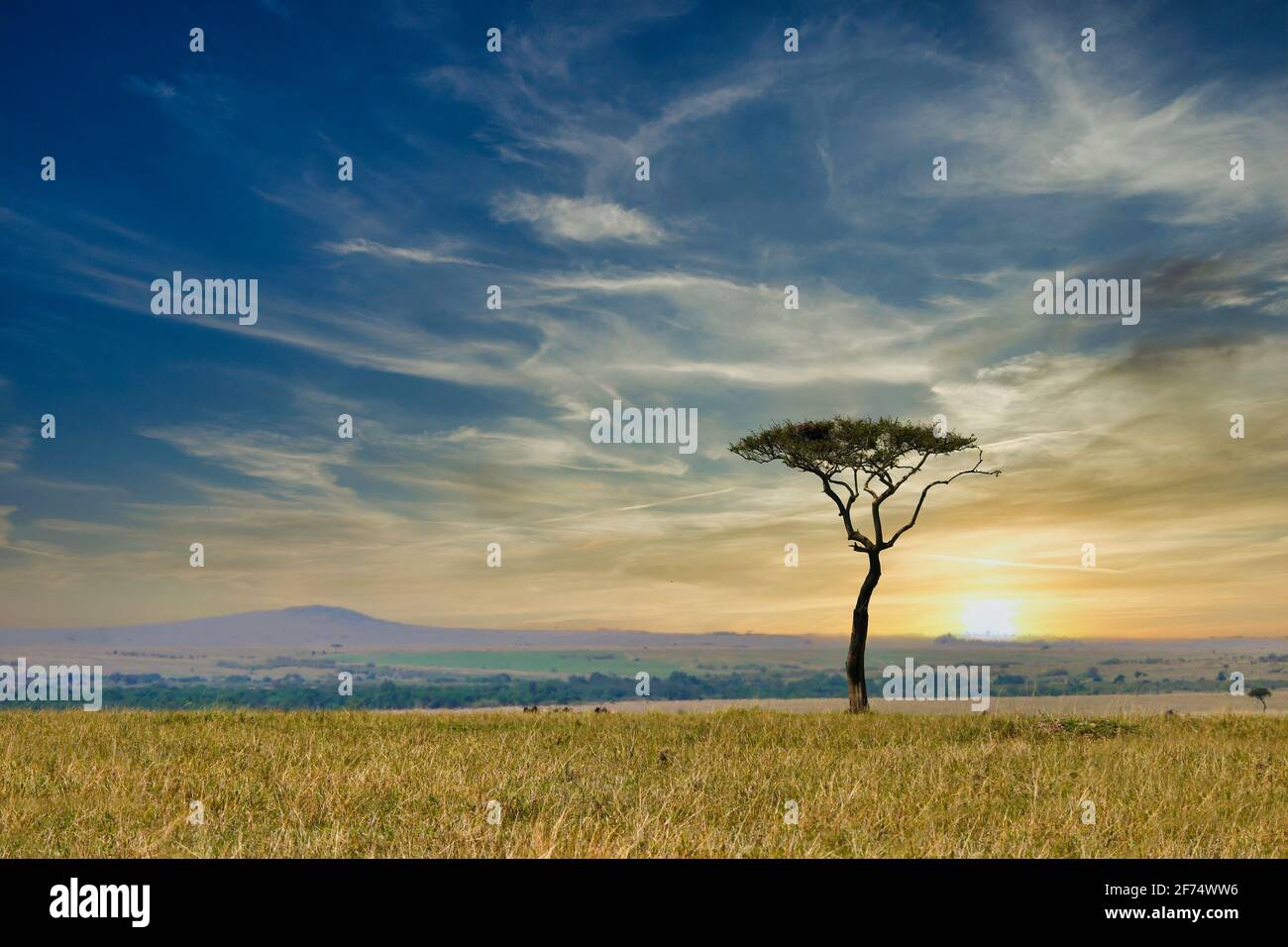 Focus su un singolo albero di acacia in piedi in silhouette al tramonto, con le ampie pianure del Masai Mara in Kenya sullo sfondo. Foto Stock