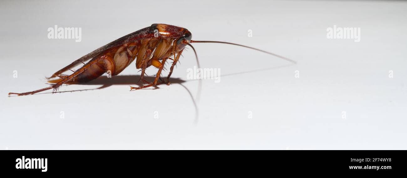 Uno scarafaggio marrone strisciante isolato su sfondo bianco il concetto di pulizia e prevenzione delle malattie. Foto Stock