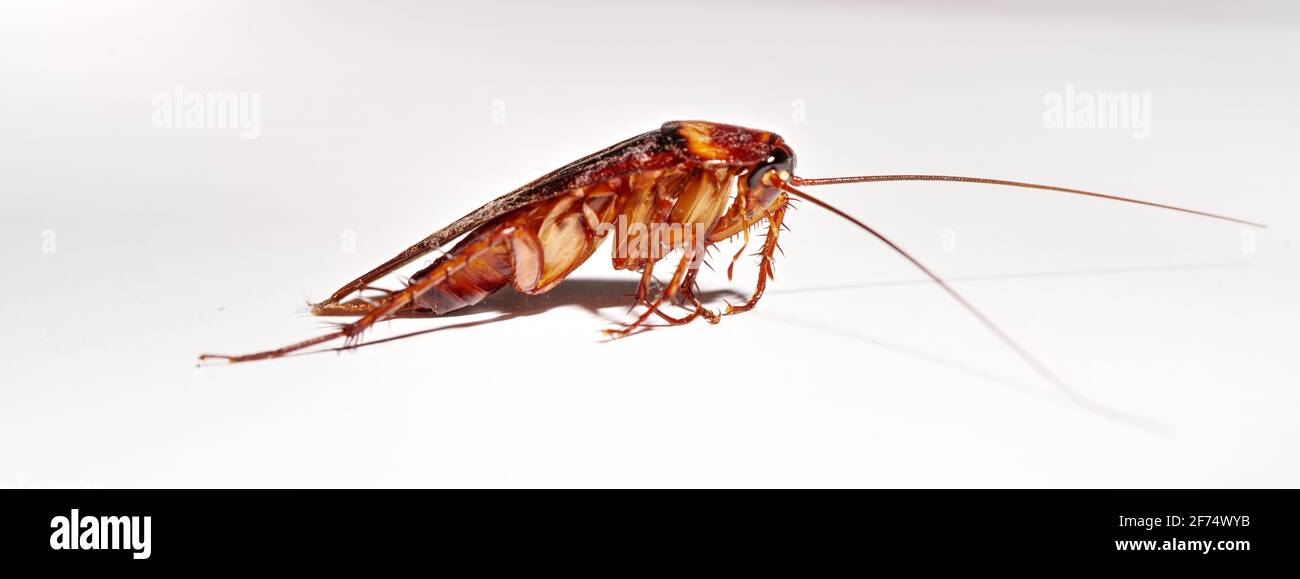 Uno scarafaggio marrone strisciante isolato su sfondo bianco il concetto di pulizia e prevenzione delle malattie. Foto Stock