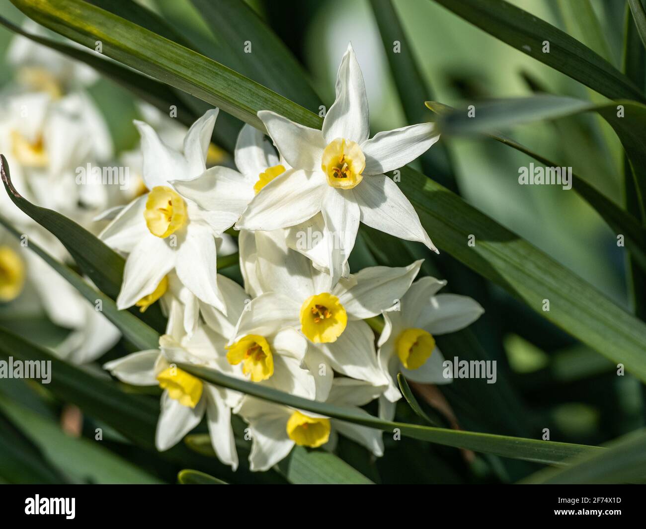 Un gruppo di narciso giapponesi fiorisce lungo un sentiero a piedi a Yokohama, Giappone. Foto Stock