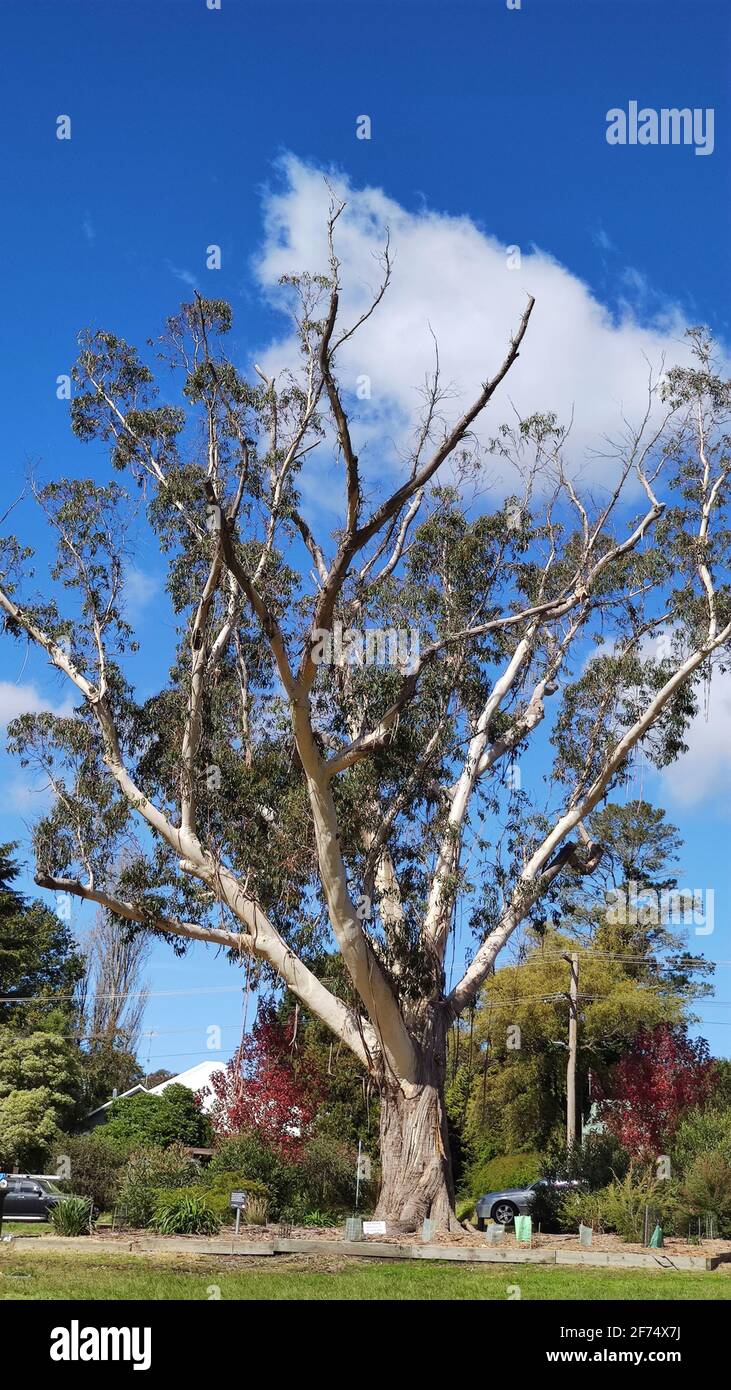 australiano vecchio e grande albero di eucalipto. Struttura di messa a fuoco selettiva Foto Stock