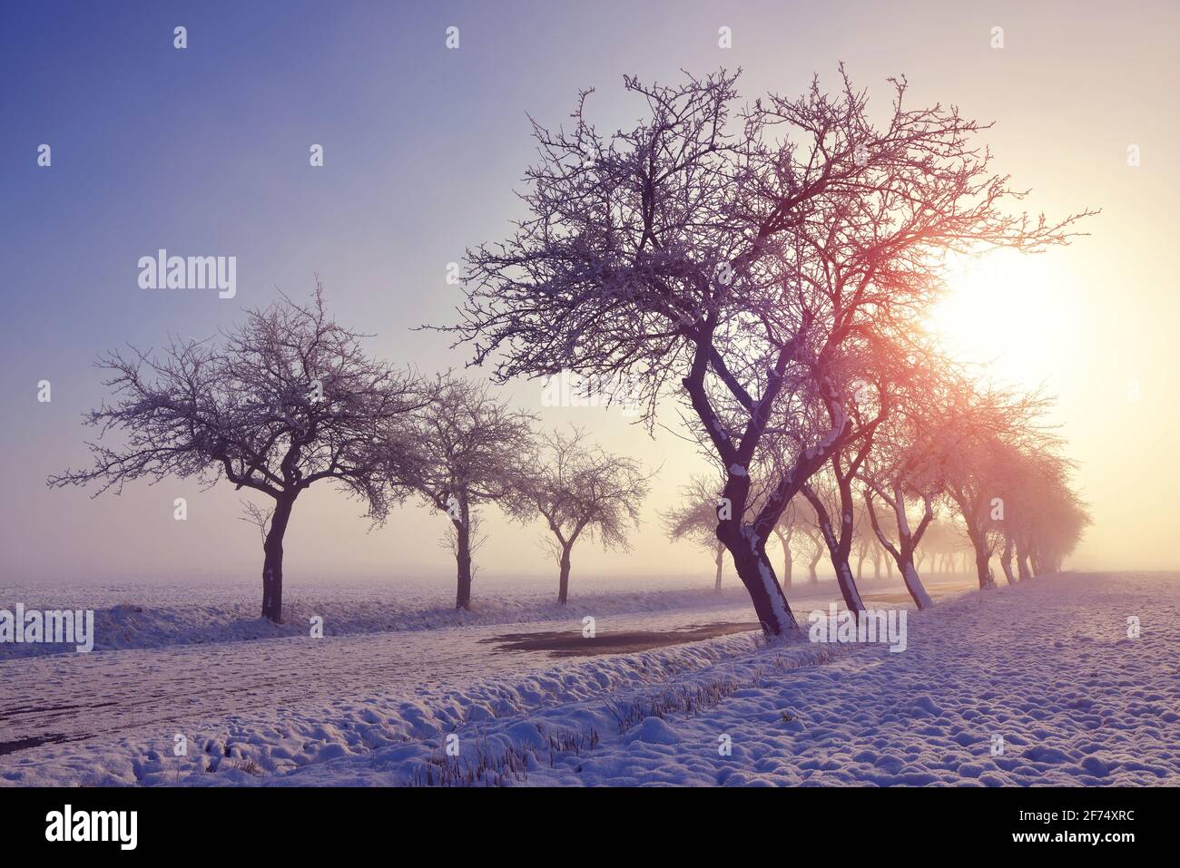 Paesaggio invernale all'alba. Alberi surgelati nel campo in una mattinata foggosa. Foto Stock