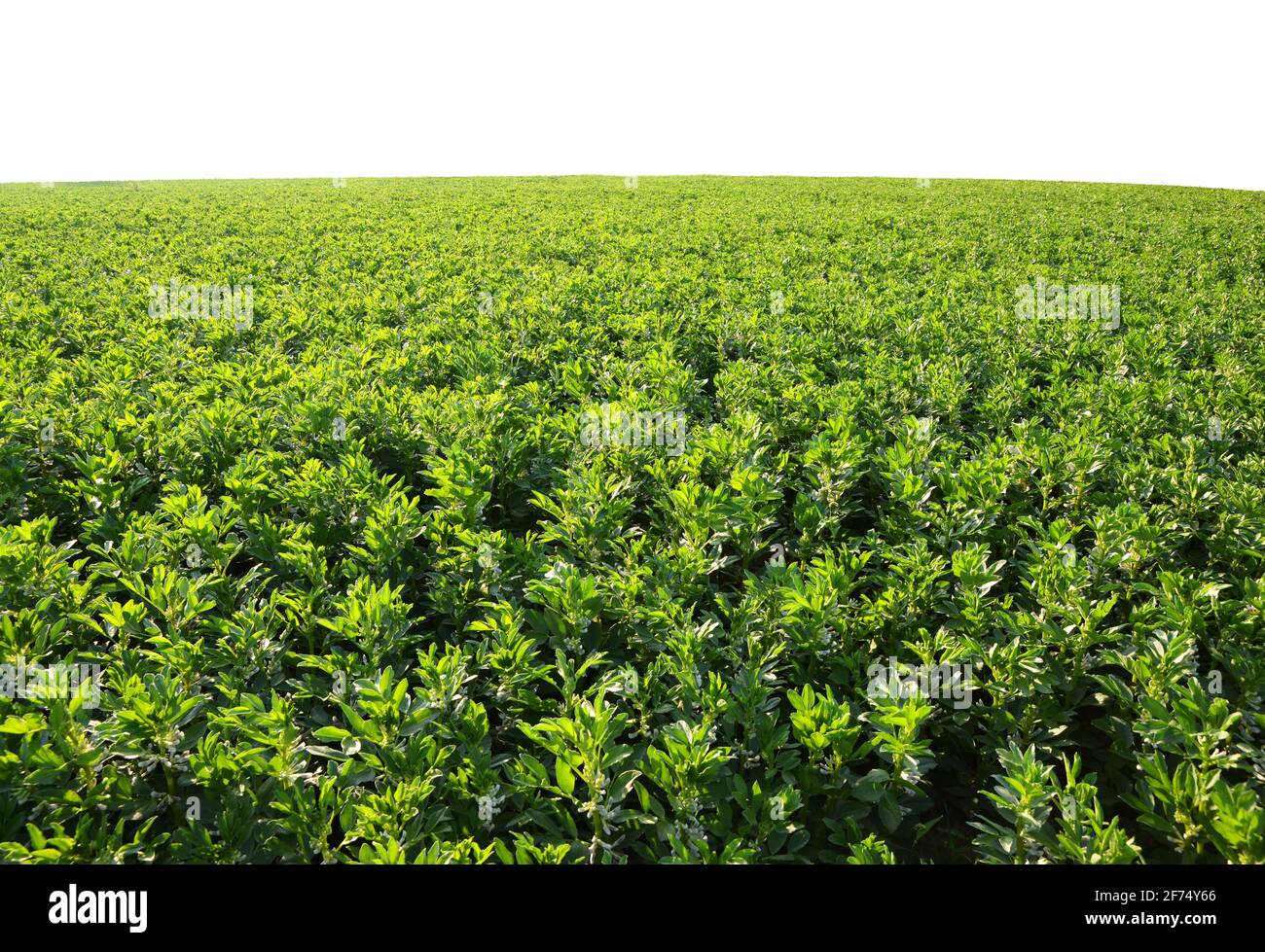 Campo coltivato di fave o fava ( Vicia Faba ) su fondo bianco. Foto Stock