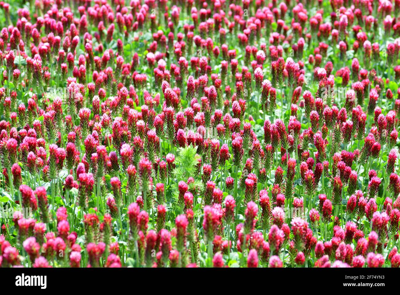 Campo di trifogli cremisi fioriti (Trifolium incarnatum) primo piano. Stagione primaverile. Foto Stock