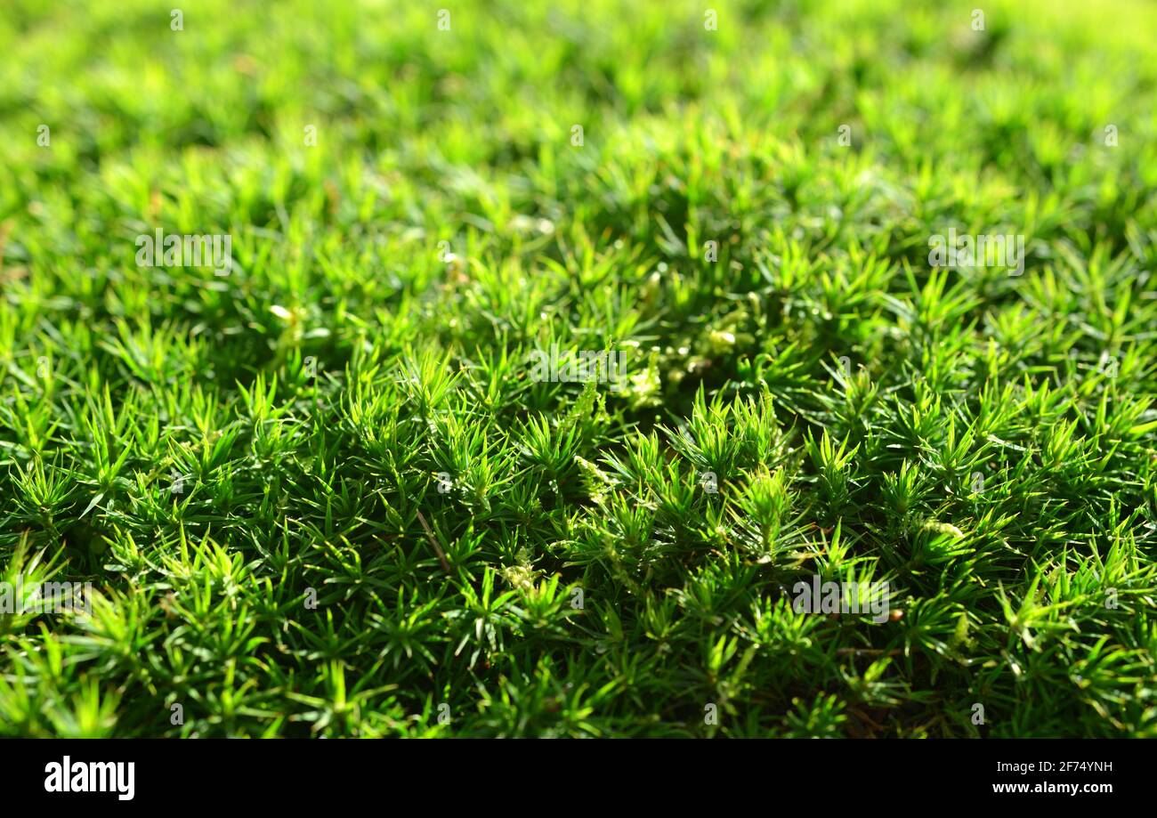 Muschio verde (Polytrichum commune) struttura. Natura sfondo. Foto Stock