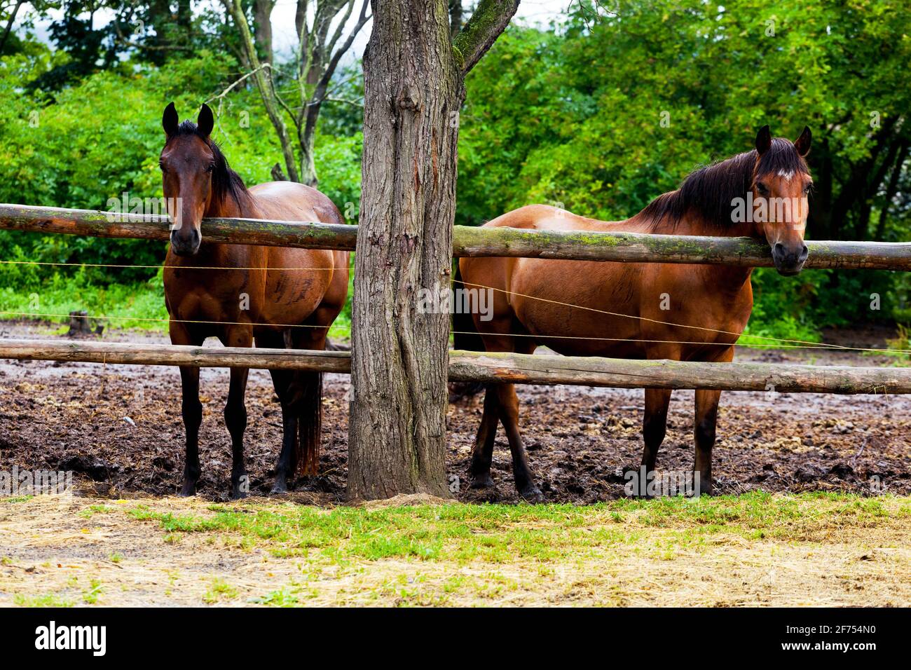 Due cavalli in piedi dietro una recinzione in un Corral Foto Stock