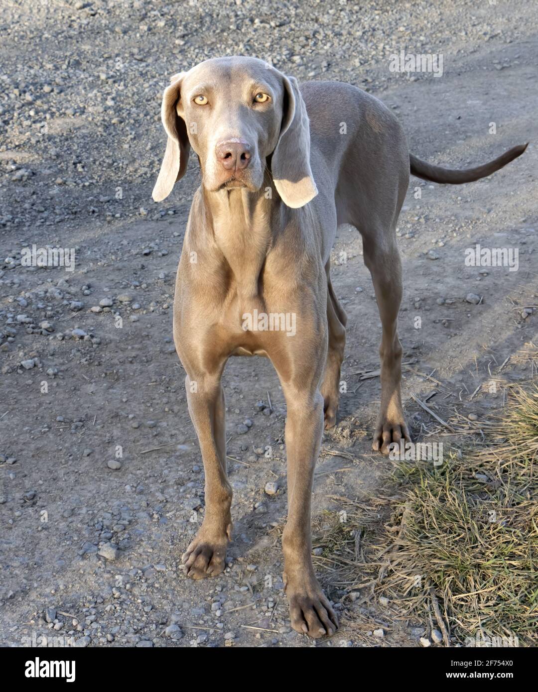 Foto verticale, cane da caccia, razza Braco de Weimar, capelli corti, colore grigio argento Foto Stock