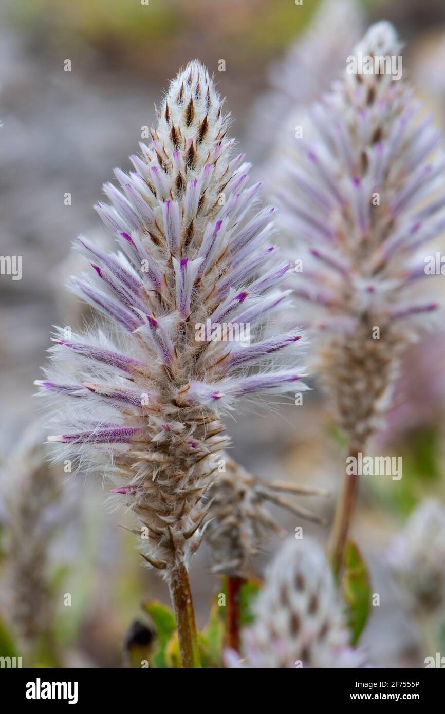 Mulla mulla (Ptilotus exaltatus Nees) Foto Stock