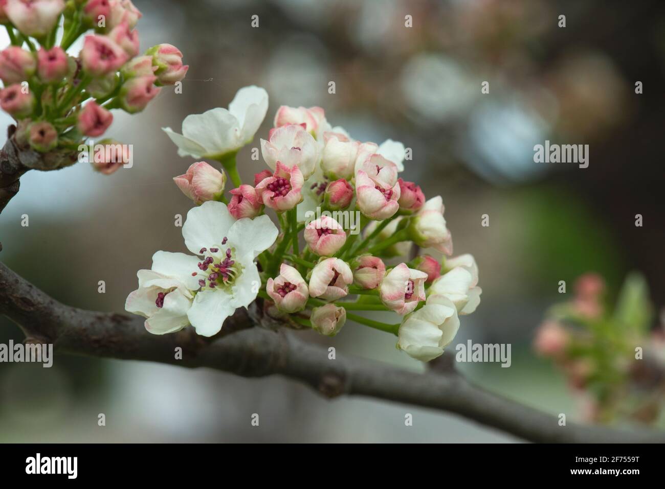 Prugna ornamentale (Prunus cerasifera Nigra) fiorente in primavera Foto Stock