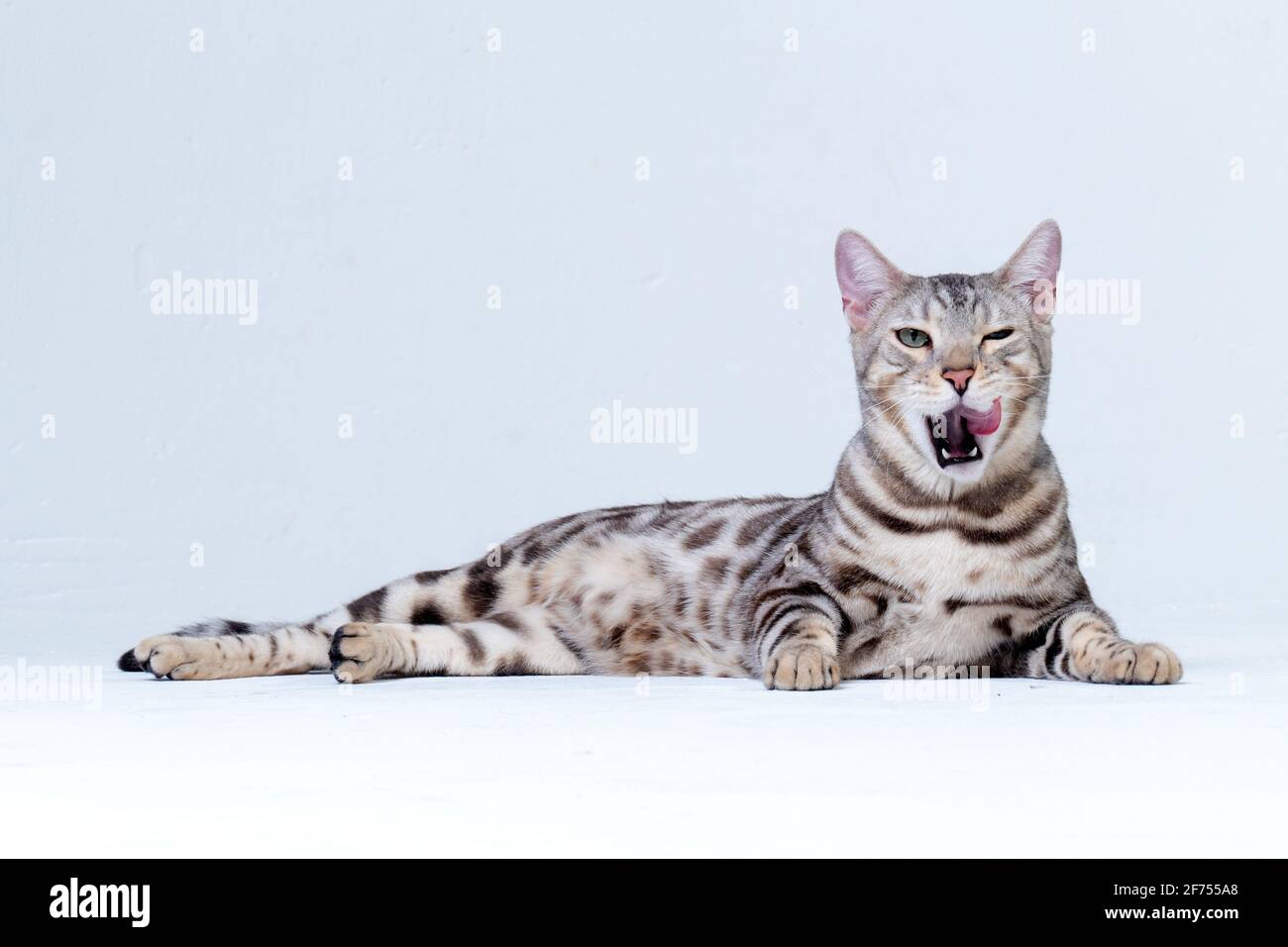 Silver Bengala Cat in studio Foto Stock