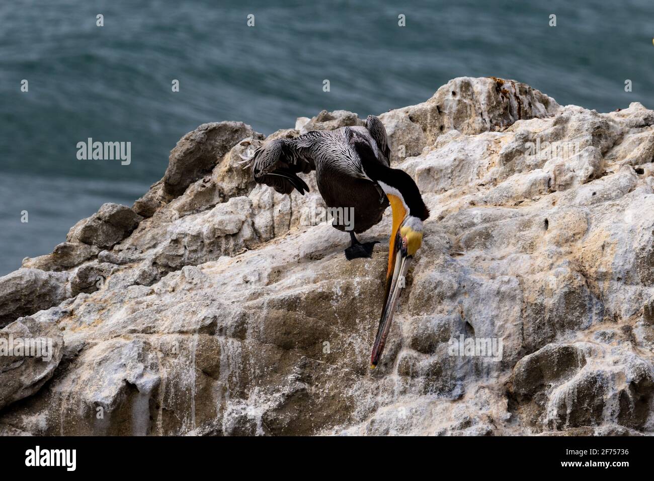 California Brown Pelican (Pelecanus occidentalis) in piedi sulla roccia e guardando verso il basso. Vicino a Malibu, California. Oceano e surf sullo sfondo. Foto Stock