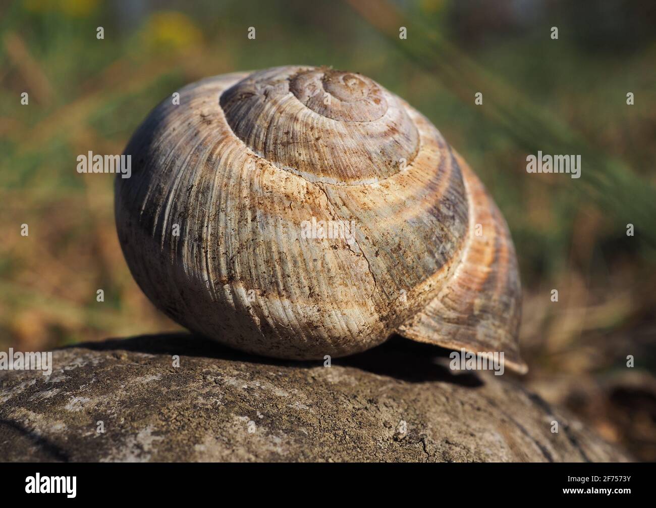 Primo piano sulla conchiglia di lumaca nel parco Brembo, Lombardia, Italia Foto Stock