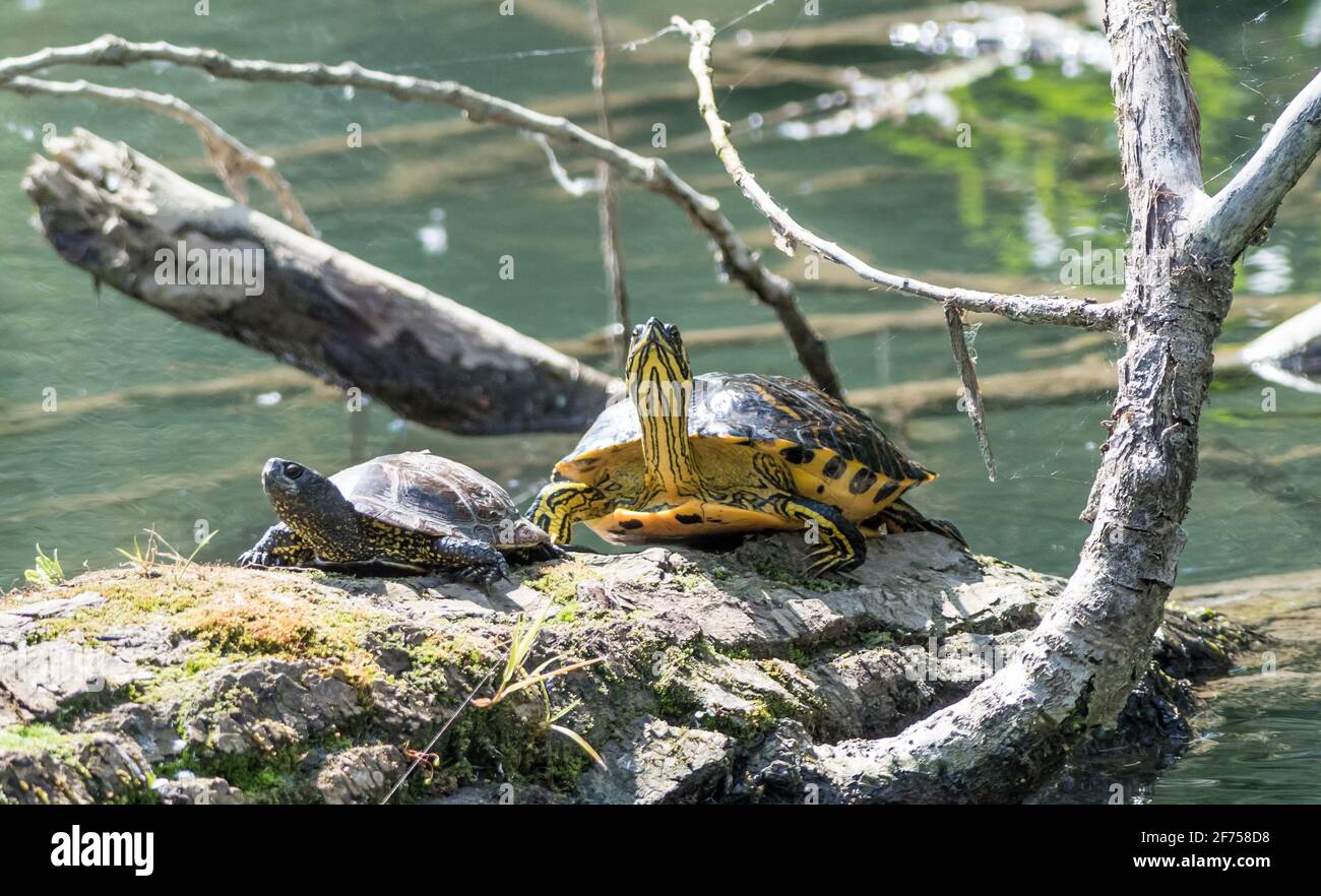 trachemys scripta elegans, slider laghetto Foto Stock