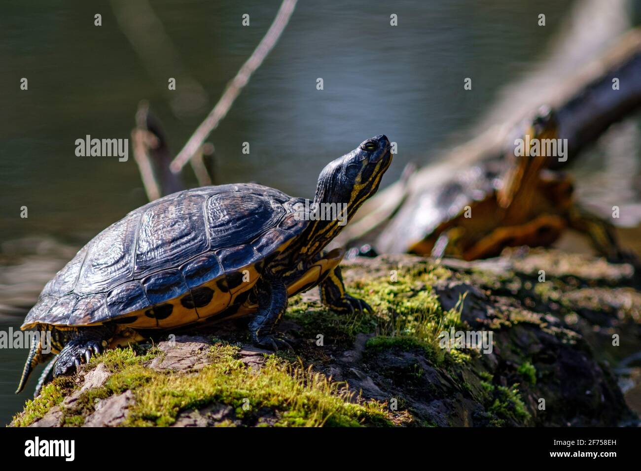 trachemys scripta elegans, slider laghetto Foto Stock