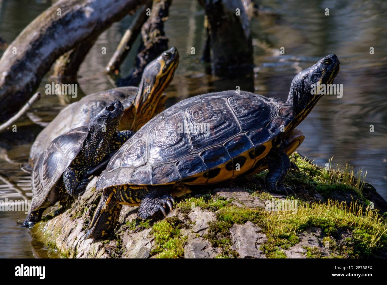 trachemys scripta elegans, slider laghetto Foto Stock