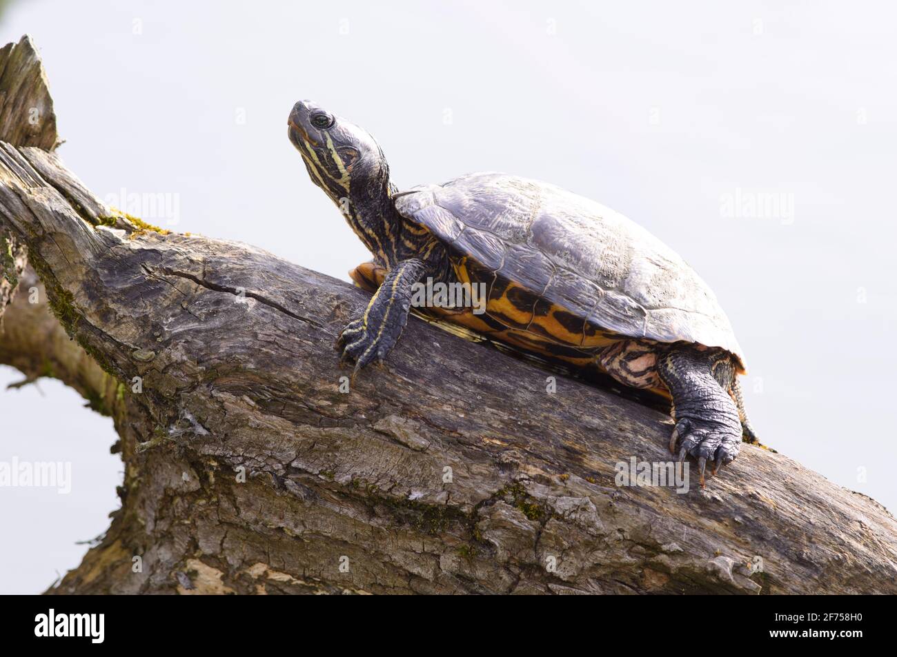 trachemys scripta elegans, slider laghetto Foto Stock