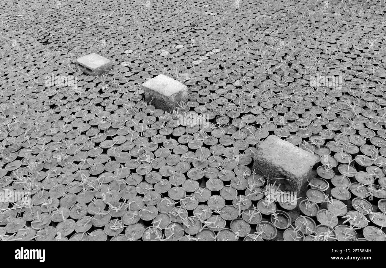 agricoltura Foto Stock