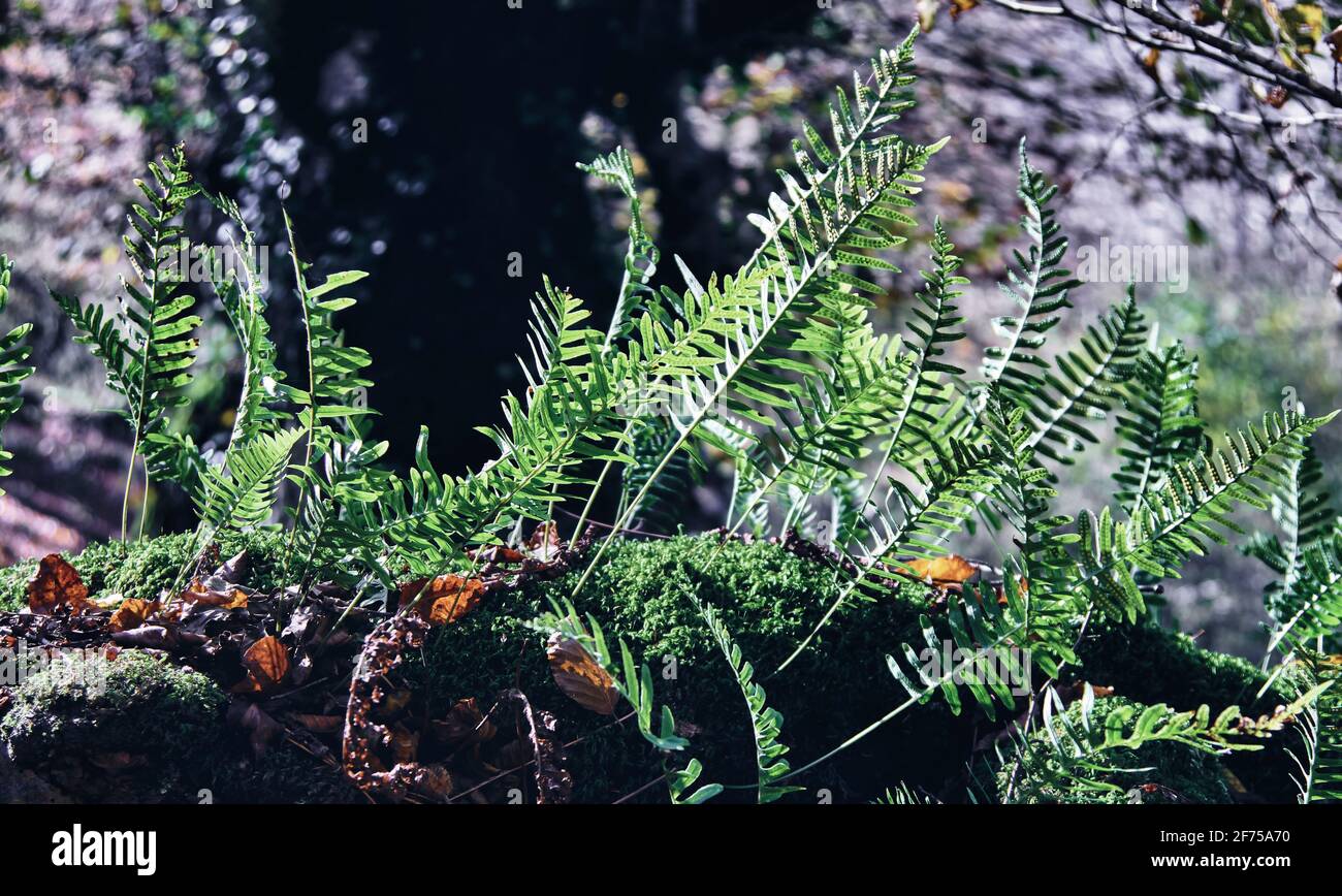 Felce polypody comune (Polipodium vulgare) su un tronco di albero in una foresta. Foto Stock