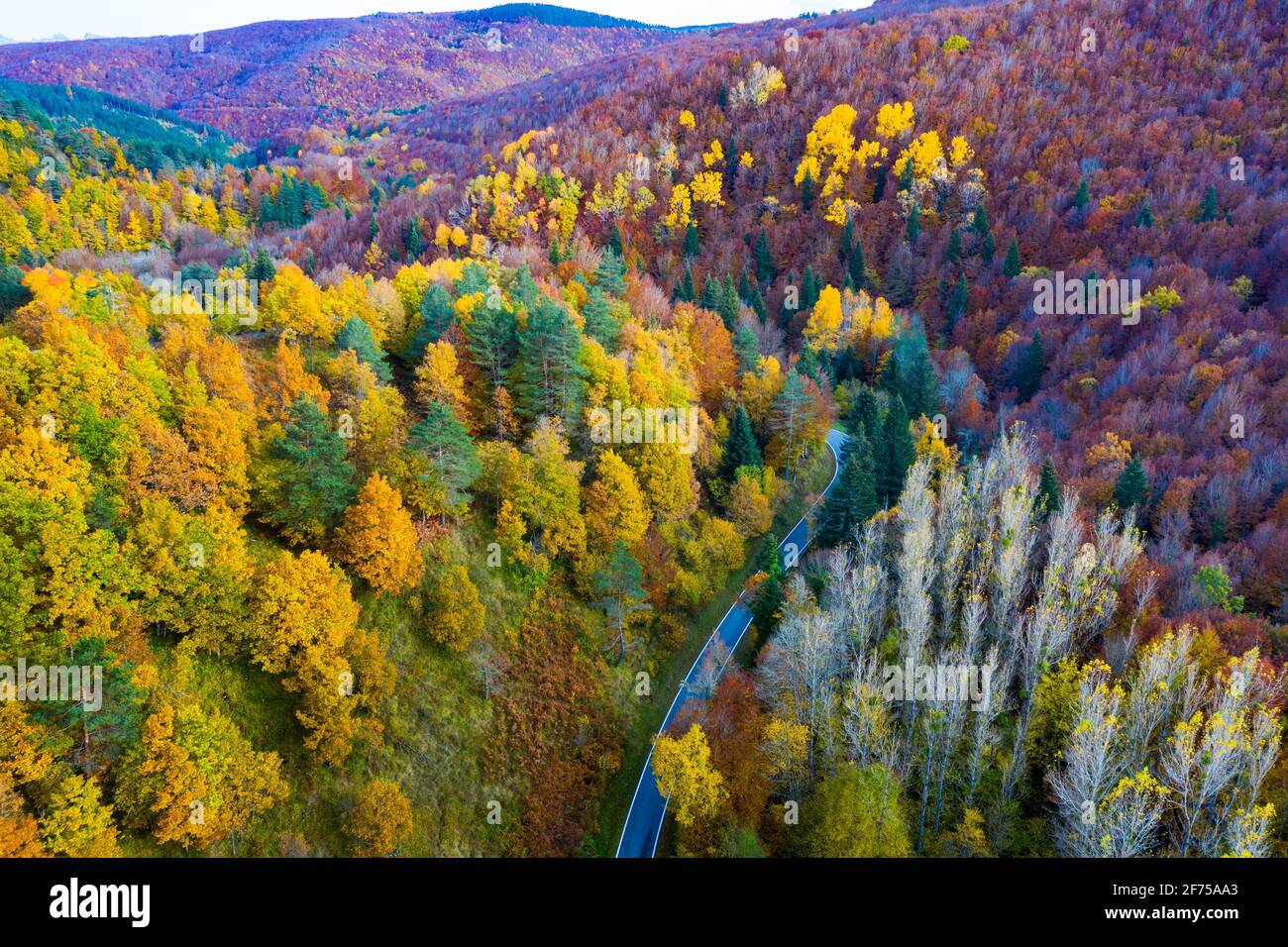 Vista aerea di una foresta e di una strada decidual in autunno. Foto Stock