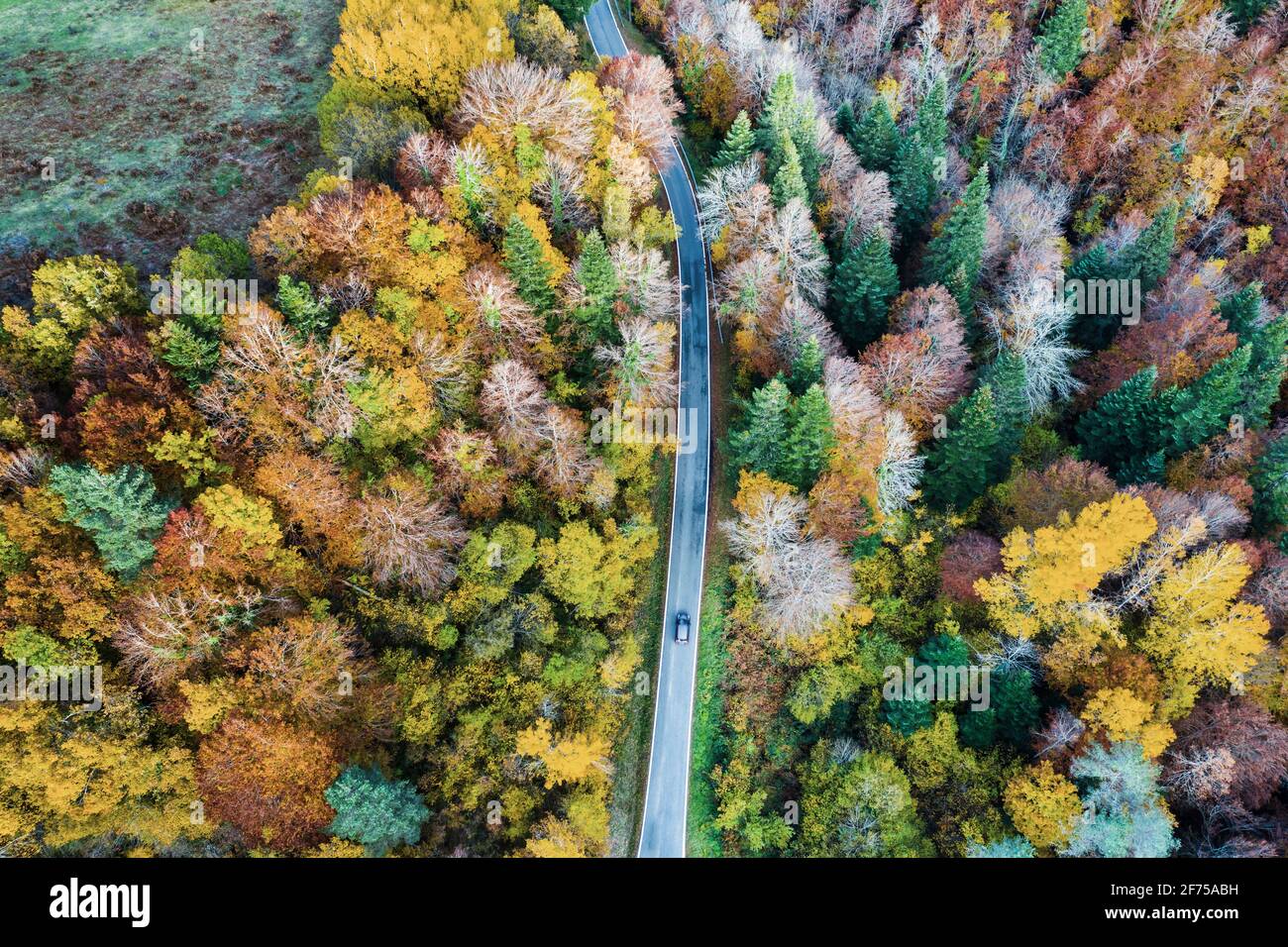 Vista aerea di una foresta e di una strada decidual in autunno. Foto Stock