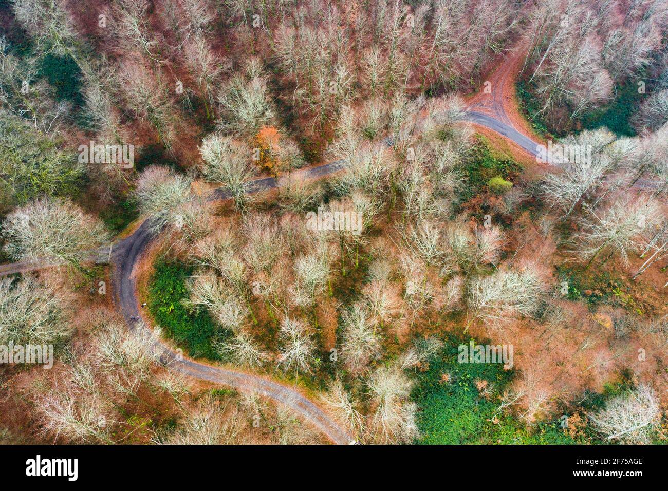 Vista aerea di un bosco di faggio in autunno. Foto Stock
