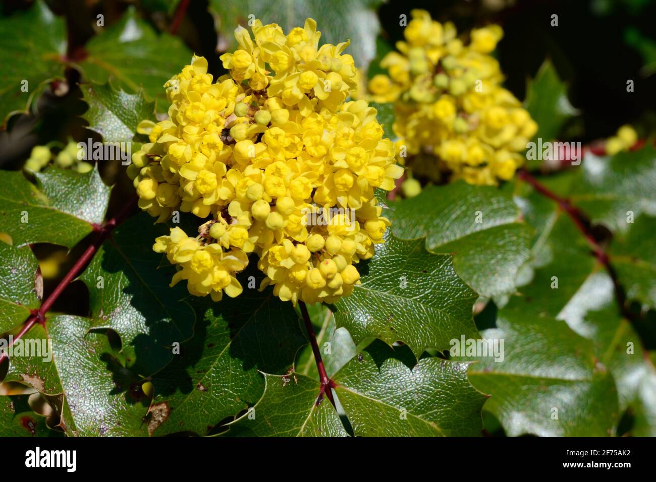 Fiori gialli dell'uva Mahonia Golden Abbub arbusto Oregon Fiore Berberis l'abbondanza d'oro Foto Stock