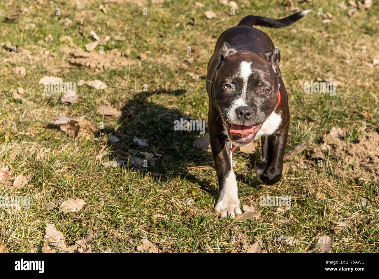 Amico cane Pitbull terrier cucciolo. Piccolo cucciolo americano Pit Bull Terrier sul prato. Foto Stock