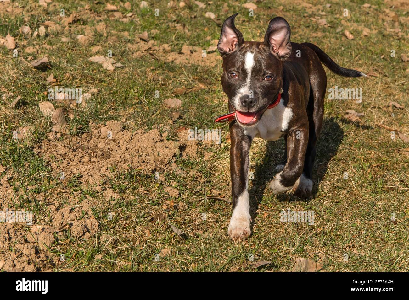 Amico cane Pitbull terrier cucciolo. Piccolo cucciolo americano Pit Bull Terrier sul prato. Foto Stock