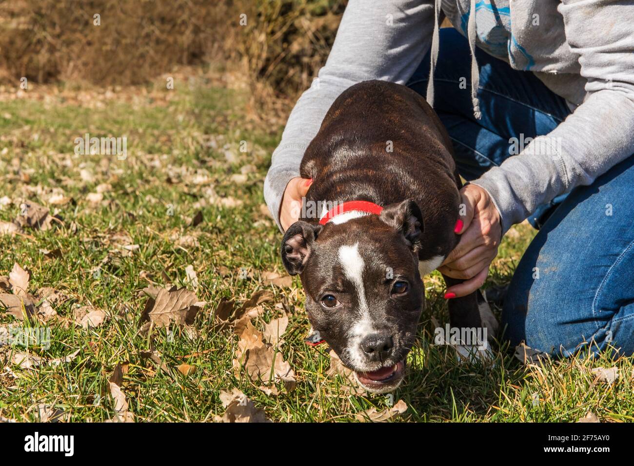 Amico cane Pitbull terrier cucciolo. Piccolo cucciolo americano Pit Bull Terrier sul prato. Foto Stock