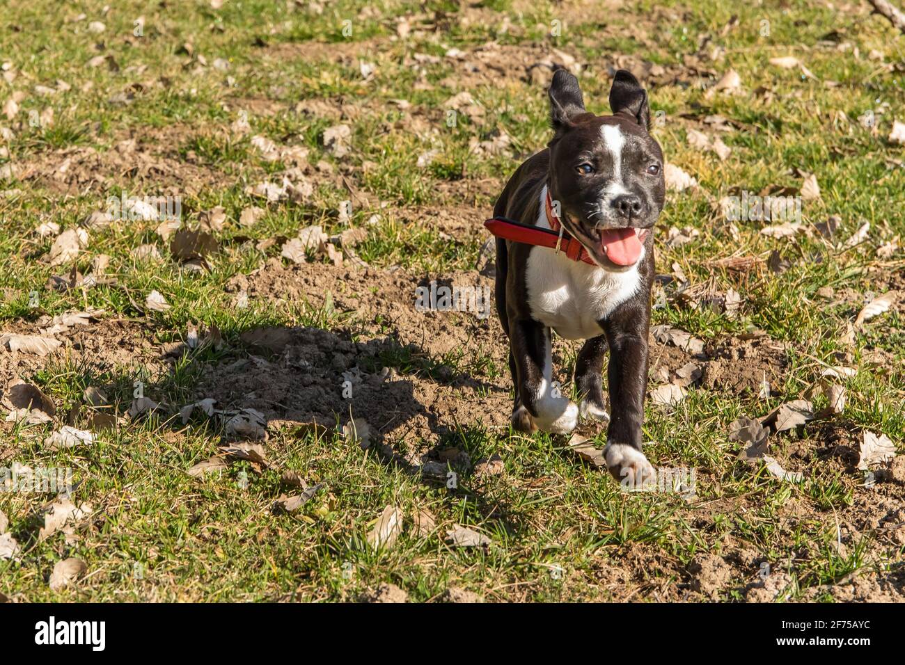 Amico cane Pitbull terrier cucciolo. Piccolo cucciolo americano Pit Bull Terrier sul prato. Foto Stock
