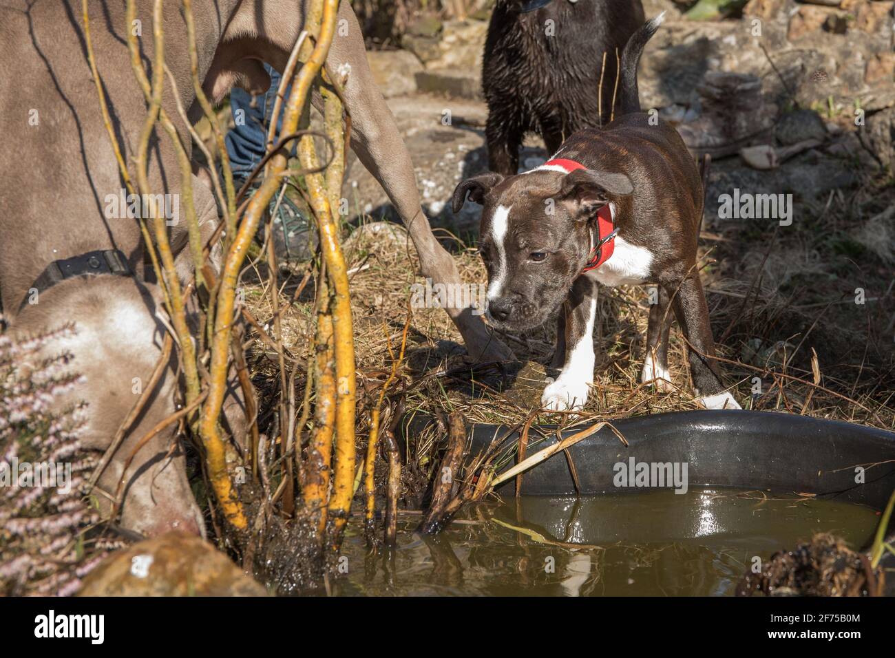 Amico cane Pitbull terrier cucciolo. Piccolo cucciolo americano Pit Bull Terrier sul prato. Foto Stock