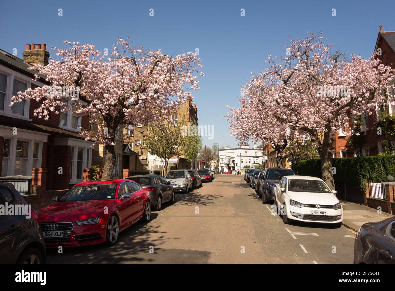 Magnolie rosa in una strada suburbana a Barnes, sud-ovest di Londra, Inghilterra, Regno Unito Foto Stock