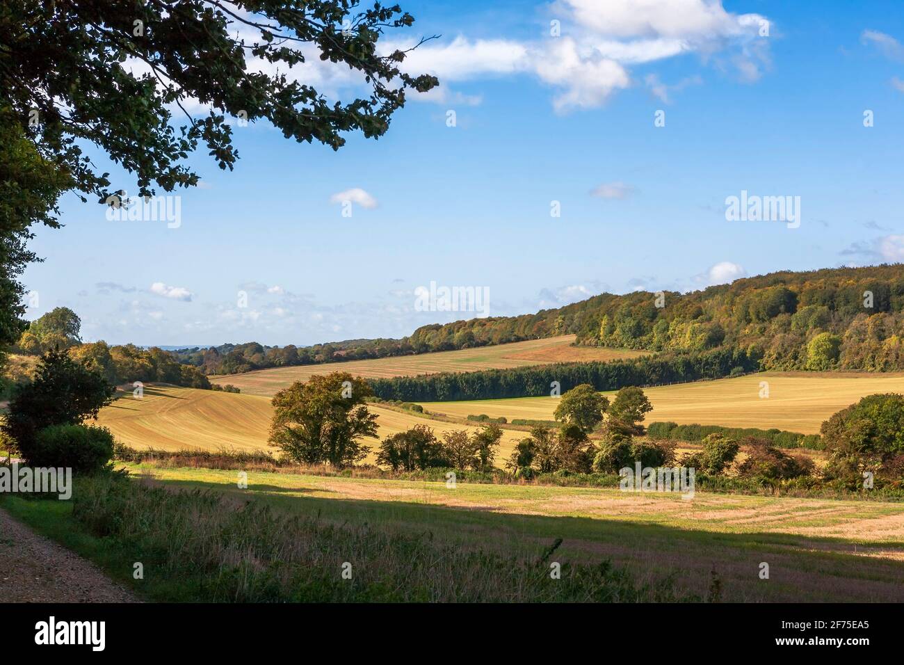 Campagna vicino a Stoughton nel South Downs National Park, West Sussex, Inghilterra, Regno Unito Foto Stock