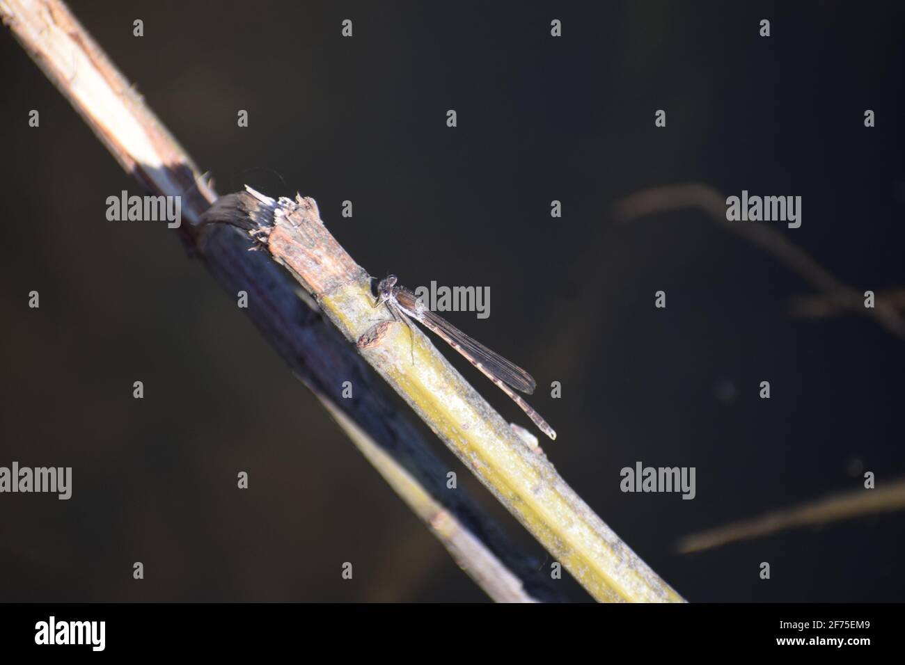 I giovani di libellula Foto Stock