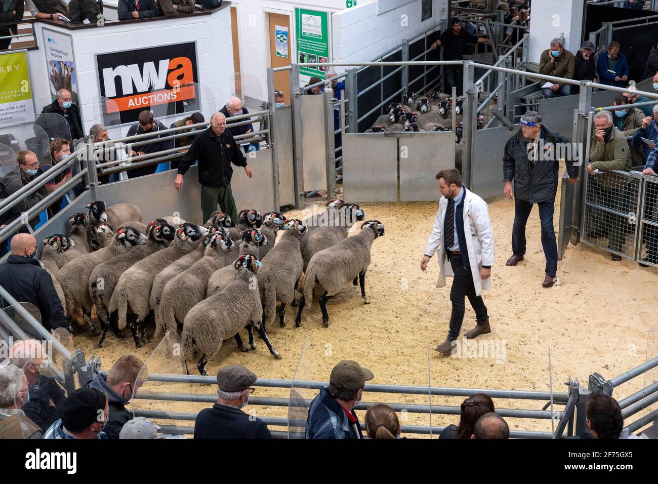 Allevamento di pecore da piffero fuori da fattorie di collina ad un'asta di bestiame Mart a Cumbria, Regno Unito, durante il Covid-19 Pandemic 2020. Foto Stock