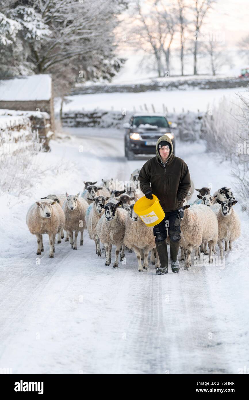 Allevatore che conduce pecore su una corsia nevosa a Wensleydale, North Yorkshire, Regno Unito. Foto Stock