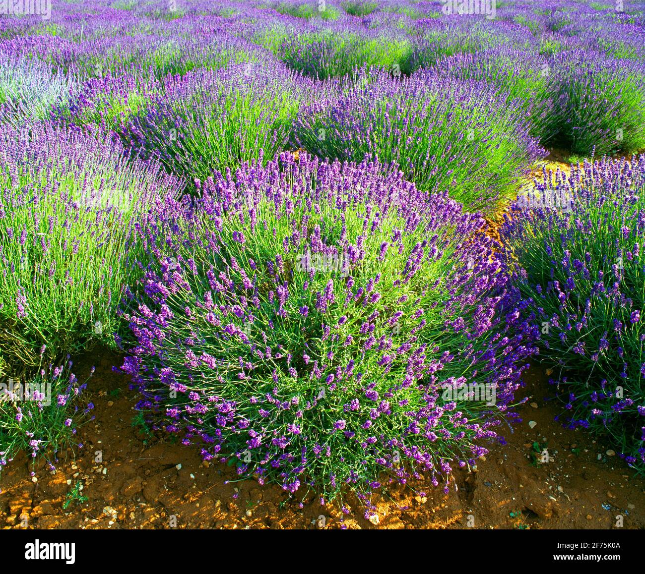 raccolto di lavanda, Foto Stock