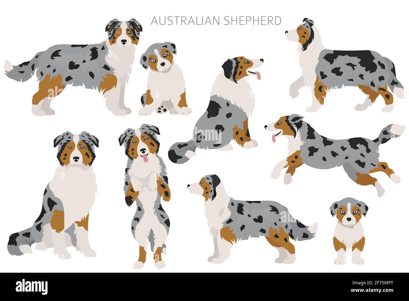 Set di cani da pastore australiani. Varietà di colori, pose diverse. Raccolta infografica cani. Illustrazione vettoriale Illustrazione Vettoriale