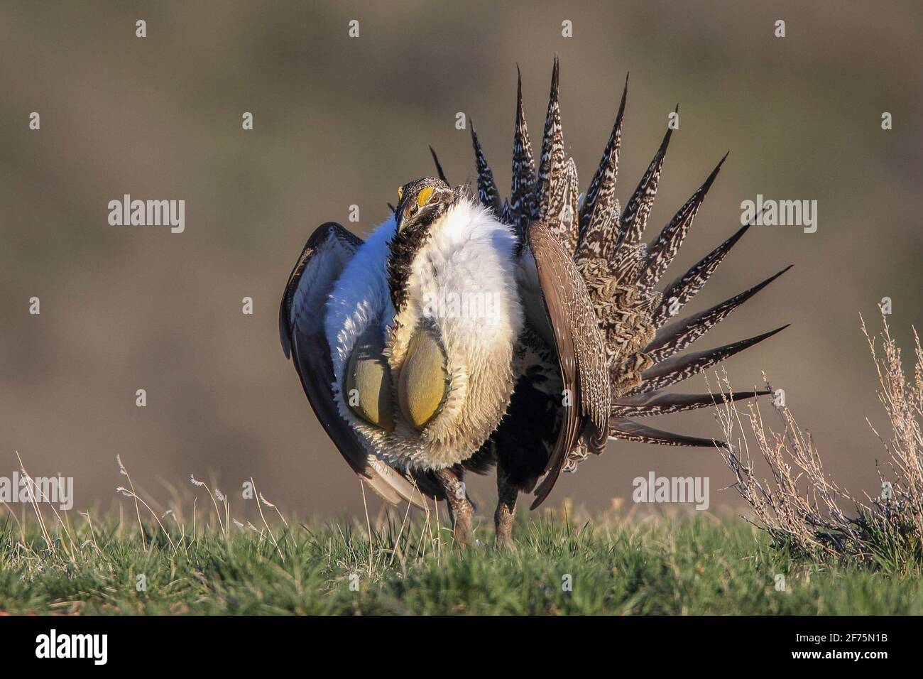 Mostra di salvia e boom su un terreno da ballo (lek) durante la stagione di accoppiamento primaverile in Wyoming, Stati Uniti Foto Stock