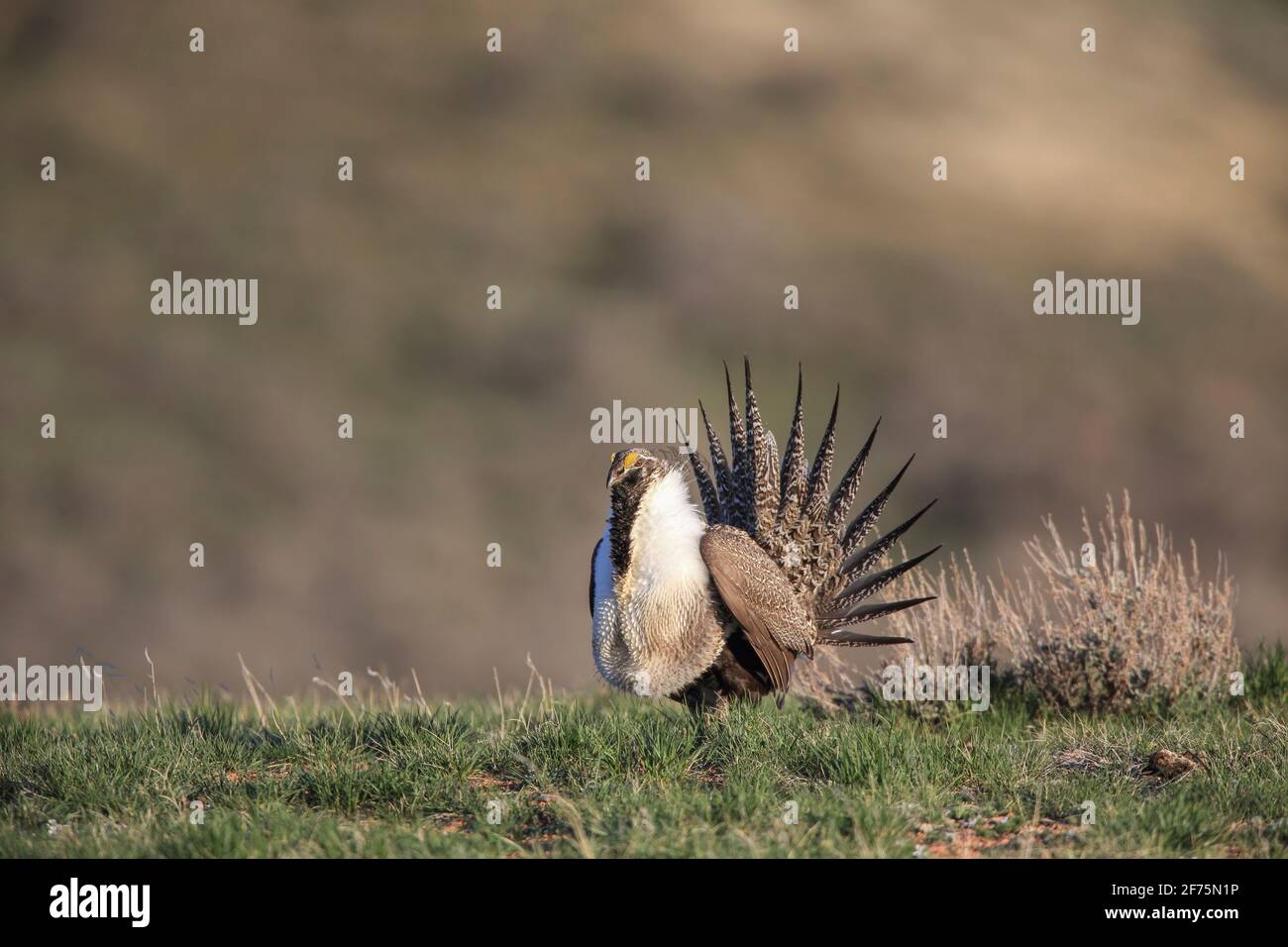 Mostra di salvia e boom su un terreno da ballo (lek) durante la stagione di accoppiamento primaverile in Wyoming, Stati Uniti Foto Stock