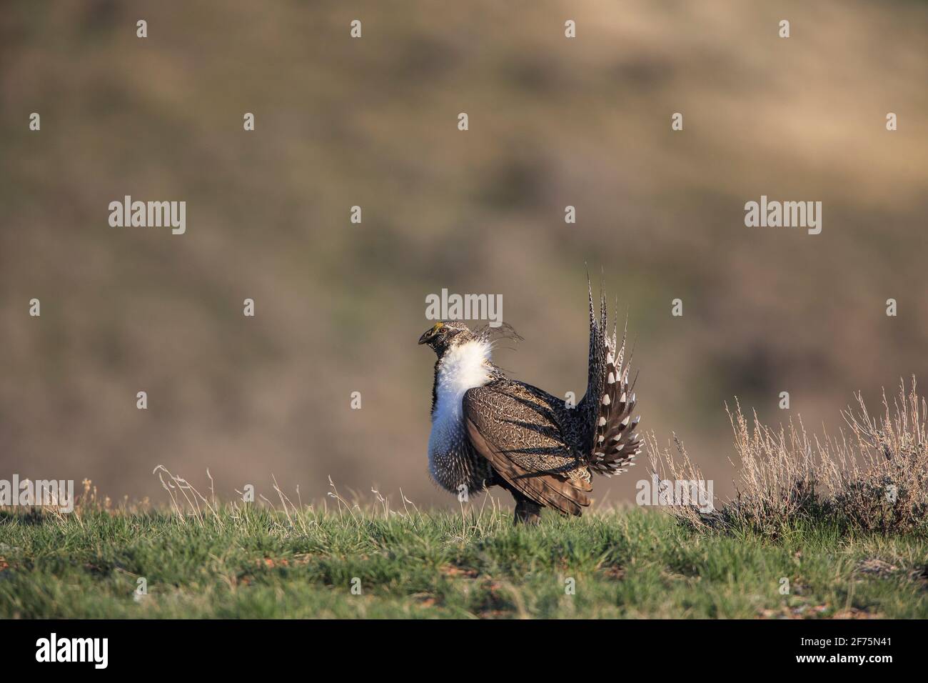 Mostra di salvia e boom su un terreno da ballo (lek) durante la stagione di accoppiamento primaverile in Wyoming, Stati Uniti Foto Stock