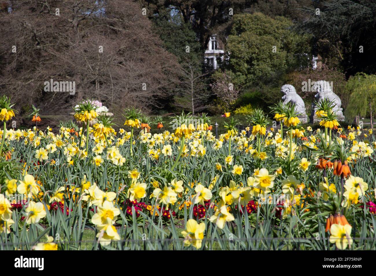 Statue di leoni cinesi con narcisi gialle e fiori di primavera Kew Gardens, Londra ovest Regno Unito Foto Stock