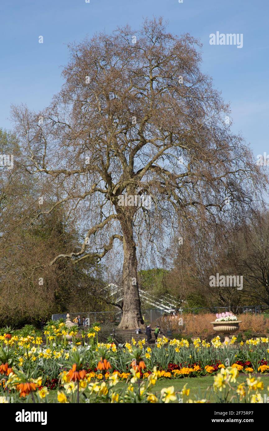 Narcisi gialle e altri fiori primaverili con alberi invernali, Kew Gardens, West London UK Foto Stock