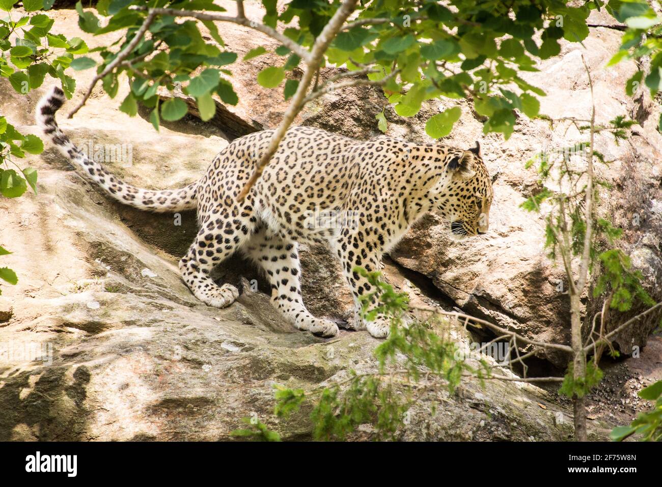 Ein Persischer leopardo schleicht durch sein Gehege im Zoo Nordens Ark - un leopardo persiano che sbirca attraverso il suo composto Foto Stock