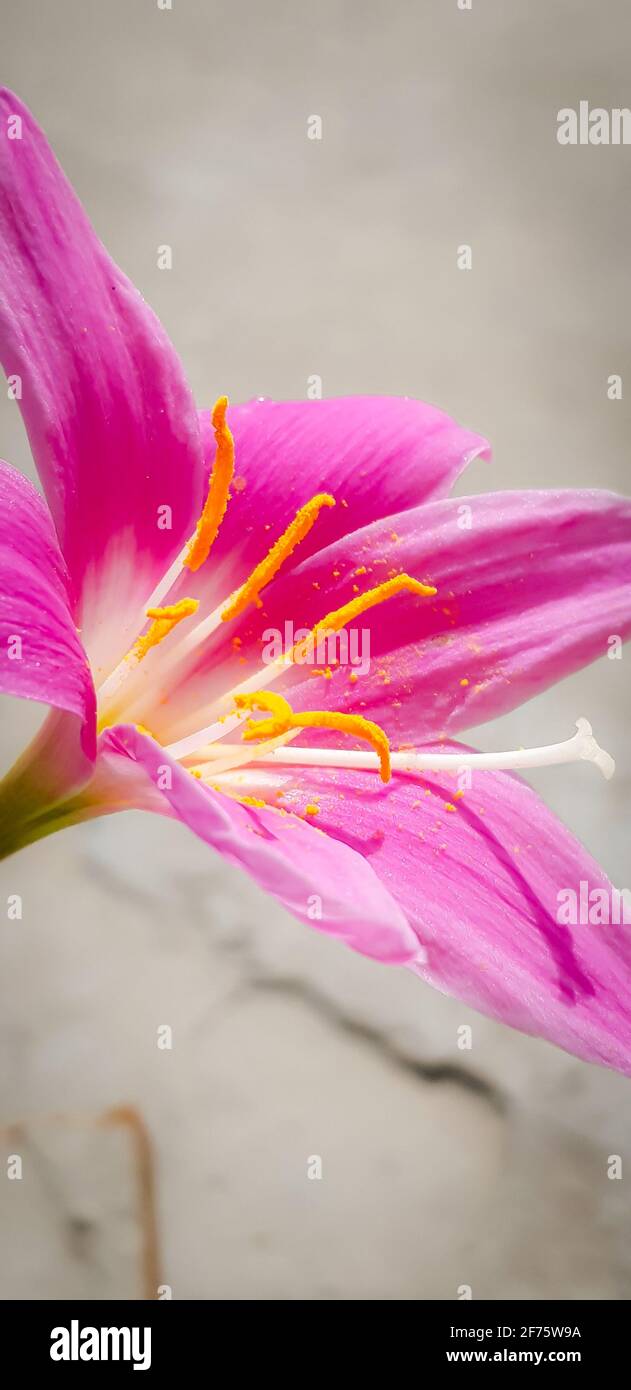 Bellissimo fiore rosa fiorito a Terrace Garden Foto Stock