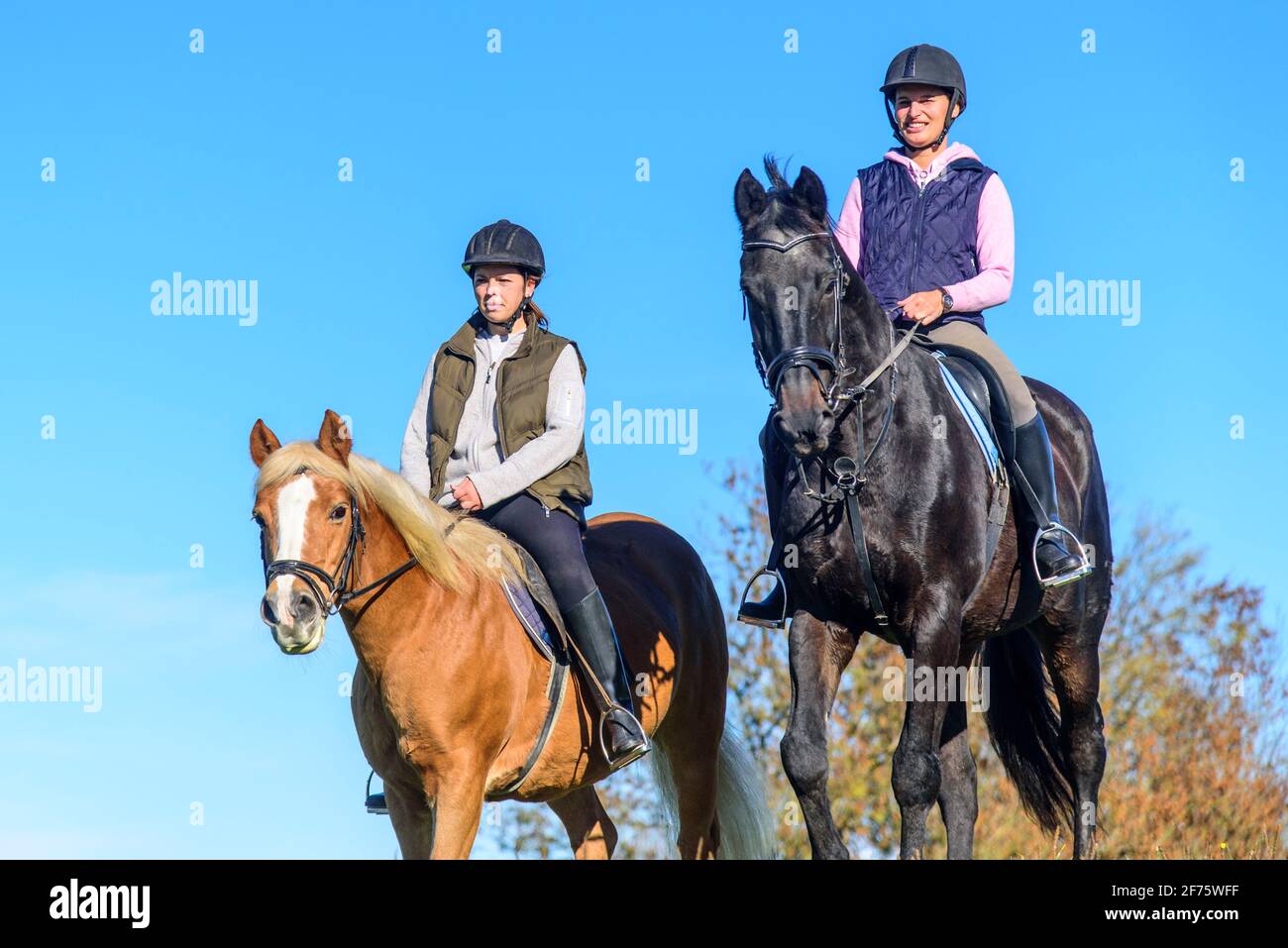 Escursioni a cavallo con i cavalli nella bellissima natura della regione di Allgäu autunnali Foto Stock