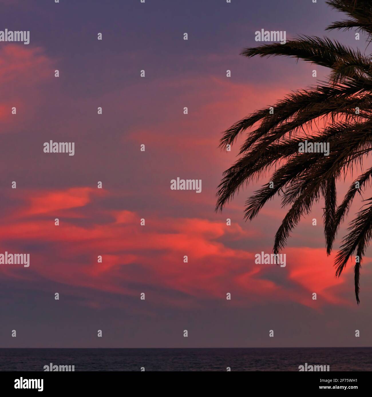 Palm fronts contro il tramonto. Foto Stock