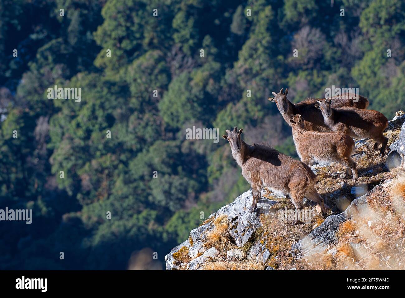 Himalayan Thar Hemitragus jemlahicus con lo sfondo della foresta nel santuario della fauna selvatica di kedarnath, India Foto Stock