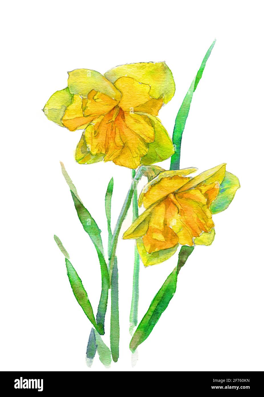 Acquerello dipinto a mano di narcisi gialle. Percorso di lavoro isolato. Foto Stock