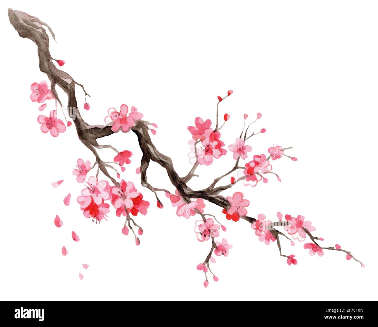 Immagine acquerello sakura. Ramo in fiore di ciliegio giapponese disegnato  a mano con fiori isolati su sfondo bianco. Per il menu del ristorante di  sushi di design Foto stock - Alamy